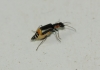 Axinotarsus marginalis Axinotarsus marginalis