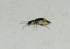 Axinotarsus marginalis Axinotarsus marginalis