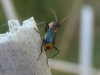 Axinotarsus marginalis Axinotarsus marginalis