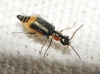 Axinotarsus marginalis Axinotarsus marginalis