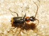 Axinotarsus pulicarius Axinotarsus pulicarius