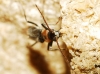 Axinotarsus pulicarius Axinotarsus pulicarius