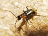 Axinotarsus pulicarius Axinotarsus pulicarius