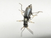 Charopus cf. flavipes Charopus cf. flavipes