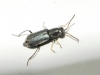 Charopus cf. flavipes Charopus cf. flavipes