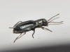 Charopus sp. ? 1/2 Charopus sp. ? 1/2