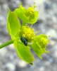 Clanoptilus cf. abdominalis Clanoptilus cf. abdominalis