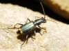 Clanoptilus elegans Clanoptilus elegans