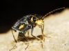 Clanoptilus elegans Clanoptilus elegans