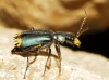 Clanoptilus elegans Clanoptilus elegans