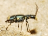 Clanoptilus elegans Clanoptilus elegans