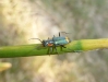 Clanoptilus marginellus Clanoptilus marginellus
