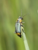 Clanoptilus marginellus Clanoptilus marginellus