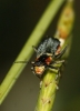Clanoptilus marginellus Clanoptilus marginellus