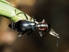 Cyrtosus sp. Cyrtosus sp.
