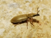 Danacea sp. Danacea sp.