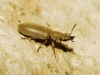 Danacea sp. Danacea sp.