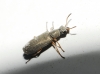 Danacea sp. Danacea sp.