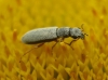 Danacea sp.