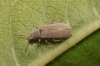 Danacea sp. Danacea sp.