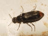 Dasytes terminalis ? Dasytes terminalis ?