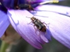 Dasytes terminalis Dasytes terminalis