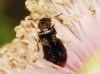 Dasytes terminalis Jacquelin du Val, 1861 Dasytes terminalis Jacquelin du Val, 1861