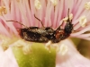 Dasytes terminalis Jacquelin du Val, 1861 Dasytes terminalis Jacquelin du Val, 1861