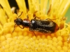 Dasytes terminalis Jacquelin du Val, 1861 Dasytes terminalis Jacquelin du Val, 1861