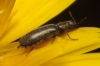 Dasytes sp. Dasytes sp.
