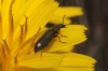 Dasytes sp.