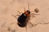 Ebaeus collaris Ebaeus collaris