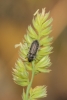Enicopus sp. Enicopus sp.