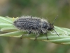 Enicopus sp. Enicopus sp.