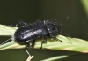 Enicopus (Enicopus) calcaratus