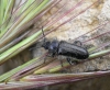Enicopus (Enicopus) sp.