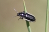 Enicopus (Enicopus) sp.