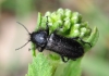 Enicopus (Enicopus) sp.
