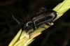 Enicopus (Enicopus) sp.