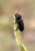 Enicopus (Enicopus) sp.