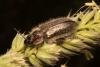Enicopus sp. Enicopus sp.