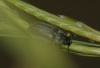 Enicopus sp. Enicopus sp.