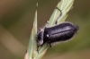 Enicopus sp. Enicopus sp.