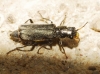 Haplomalachius hispanus Haplomalachius hispanus