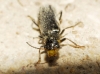 Haplomalachius hispanus Haplomalachius hispanus
