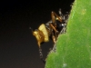Hypebaeus alicianus ? Hypebaeus alicianus ?