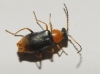 Hypebaeus sp. Hypebaeus sp.