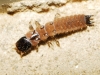 Malachiidae? (a determinar)