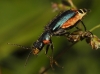 Malachius lusitanicus Malachius lusitanicus