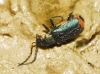 Malachius lusitanicus Malachius lusitanicus